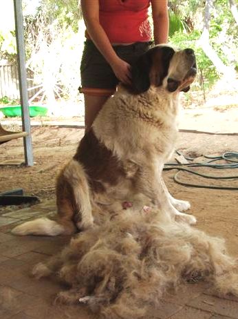 beanie furminated