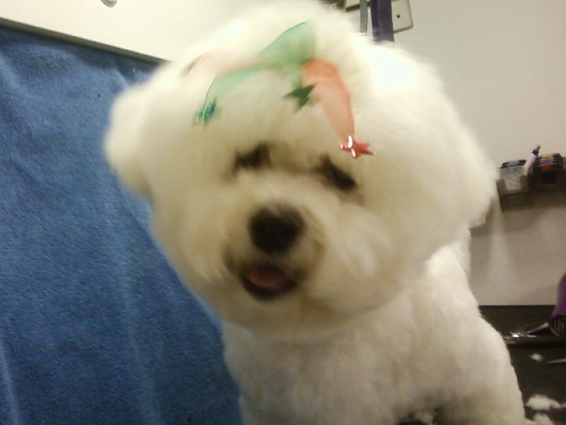 Tilly Bichon